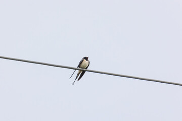Barn swallow sitting on a power line in the rain