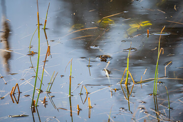 Ein Frosch schwimmt in einem Teich!