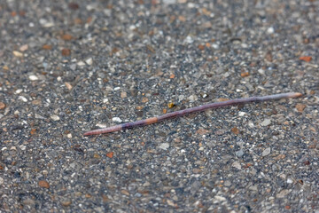 An earthworm crawls over the wet asphalt of a road