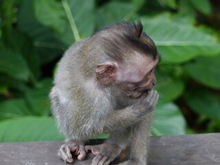 singe à bali