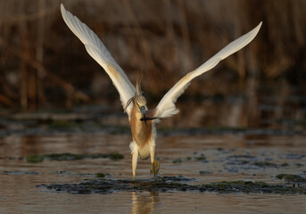 Squacco Heron holding a fish at Asker marsh, Bahrain