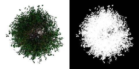 Top view of Plant (Pin Oak 1) Tree png with alpha channel to cutout made with 3D render