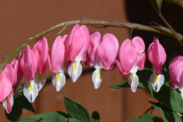  close up of a string of bleeding hearts