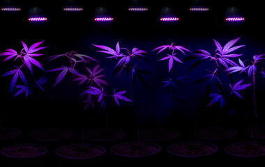 Plant sapling cannabis growing in pot with LED grow light - obrazy, fototapety, plakaty