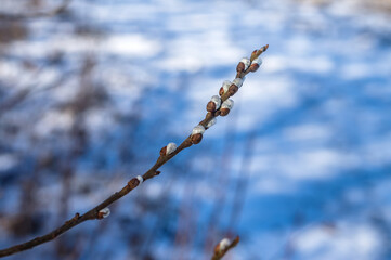 A branch of willow against the sky. Fluffy willow buds. Blossoming buds on a tree in spring.