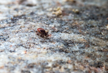 Mite on the stone. Female wood tick. Tick bite season.