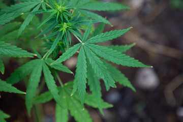 Green leaf cannabis plant