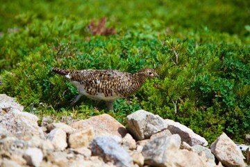 唐松岳の雷鳥