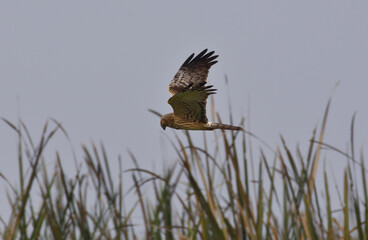 pied harrier (Circus melanoleucos) is an Asian species of bird of prey in the family Accipitridae.