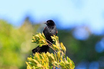 Red-winged Blackbird at Lake Wier