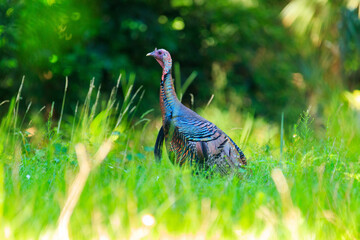 Wild Turkey at Lake Wier, Florida.
