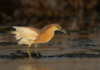 Squacco Heron fishing at Asker marsh, Bahrain