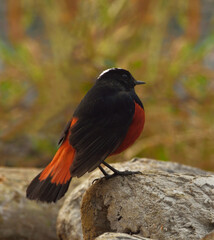 white capped redstart bird in habitat