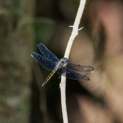 Dragonfly lit on branch