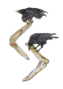 Illustration with rune Jera and raven.
