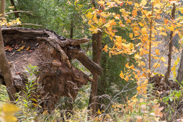 tree in the forest