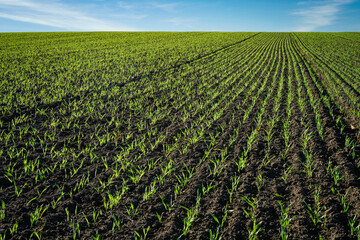 Ackerbau, frisch aufgelaufenes, zartes Getreide auf einem Feld.