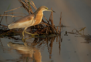 Portrait of a Squacco Heron at Asker marsh, Bahrain