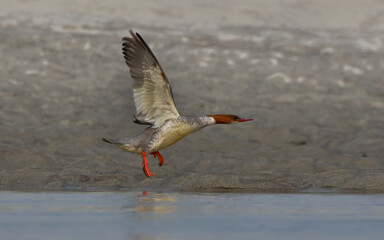 common merganser duck in river
