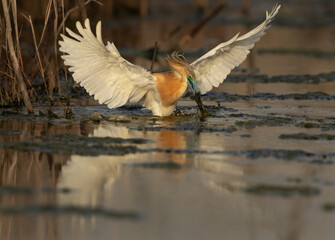 Squacco Heron fishing at Asker marsh, Bahrain