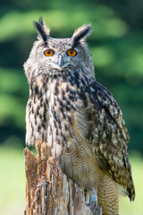 great horned owl