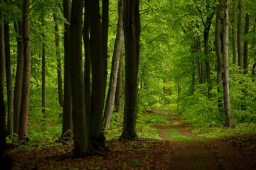 footpath in the woods