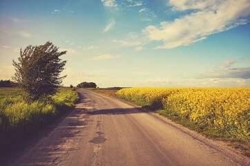 Road by a rapeseed field in blossom at sunset, color toning applied.