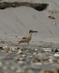 great thick-knee bird in habitat