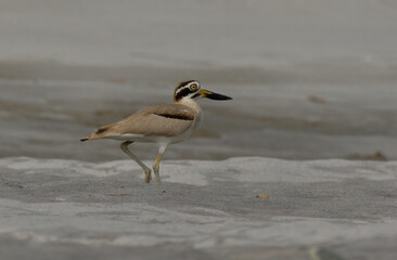 great thick-knee bird in habitat