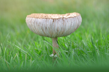 mushroom on grass