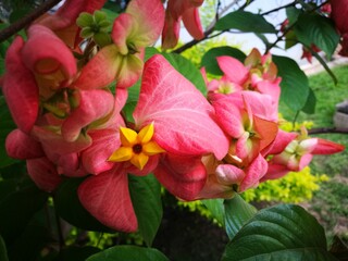 Photography of beautiful tropical plants from Venezuela, color, harmony and beauty. Typical of the South American region.