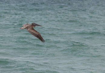 pelican in flight