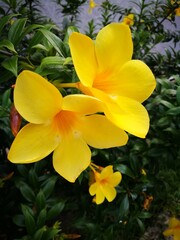 Fototapeta premium Photography of beautiful tropical plants from Venezuela, color, harmony and beauty. Typical of the South American region.