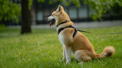Fototapeta premium happy dog laying in grass in summer