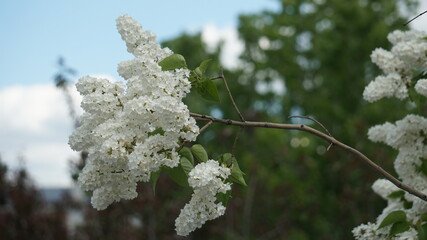 flowers on a tree