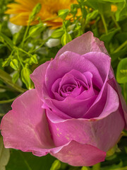 lila rose flower head close up, vertical