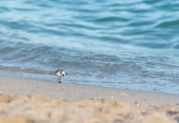 seagull on the beach