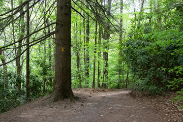 Hawk Falls Hiking Trail Poconos PA