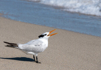 seagull on the beach