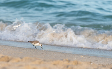 seagull on the beach