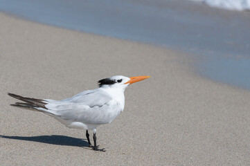 seagull on the beach