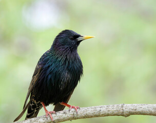Obraz premium starling