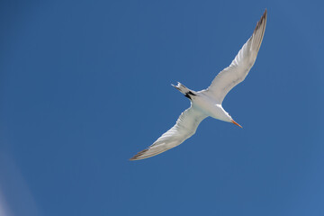 seagull in flight