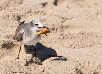 seagull on the beach