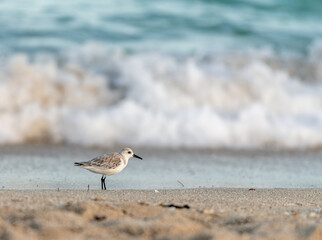 seagull on the beach