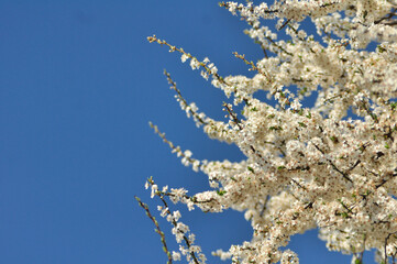 Blooming tree and sky