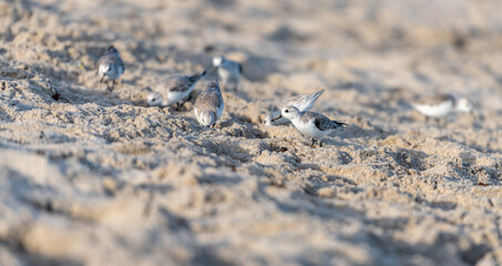 bird on the beach