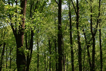 Trees in the park. Blue sky background.