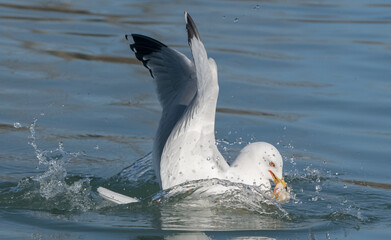 seagull on the water