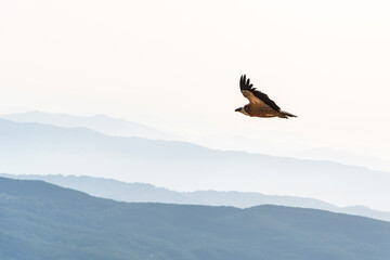 Griffon vulture spinning on the sky above Rocca del Crasto mountain, Sicily